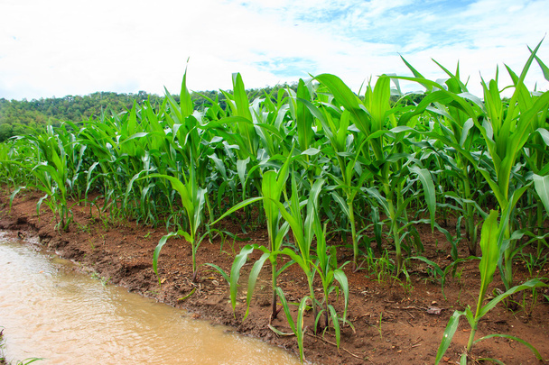 Groene maïsvelden - Foto, afbeelding