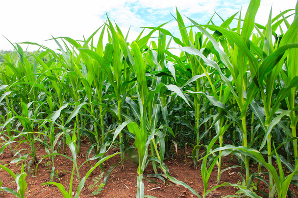 Groene maïsvelden - Foto, afbeelding