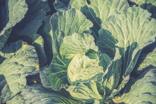 Fresh cabbage from top view (Vintage filter effect used) - Foto, Imagen