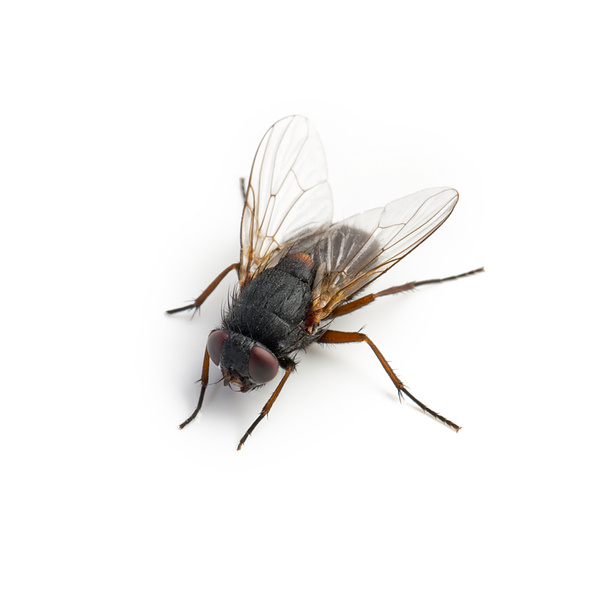 mosca preta no fundo branco
 - Foto, Imagem