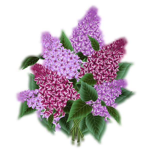 ramo de flores lila - Vector, imagen