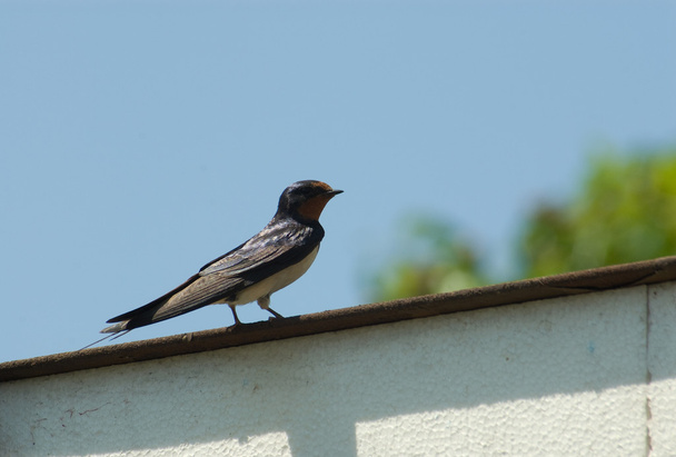 Swallow - Photo, Image