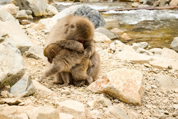 Mono padre limpieza pequeño niño mono
 - Foto, imagen