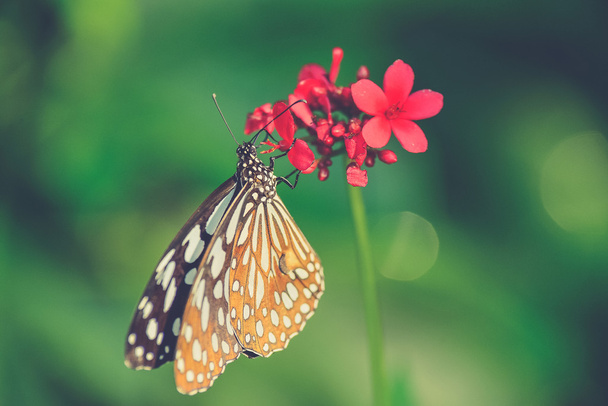 bella farfalla seduta nel fiore (effetto filtro Vintage
 - Foto, immagini