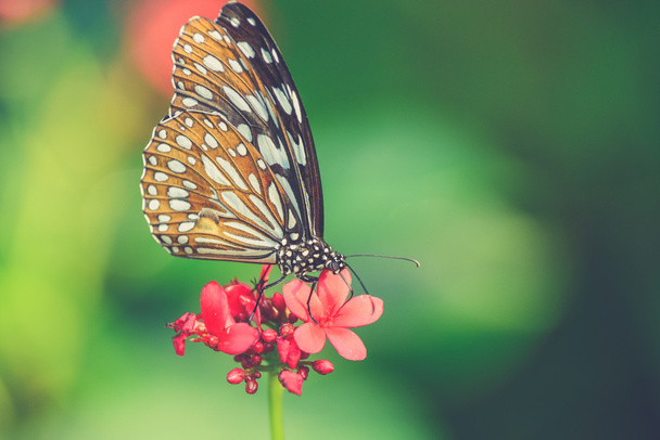 kaunis perhonen istuu kukka (Vintage suodatin vaikutus
 - Valokuva, kuva