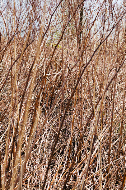 sonbahar çayır bitki örtüsü - Fotoğraf, Görsel