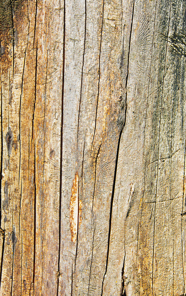 Tree trunk texture with cracks - Foto, Imagen