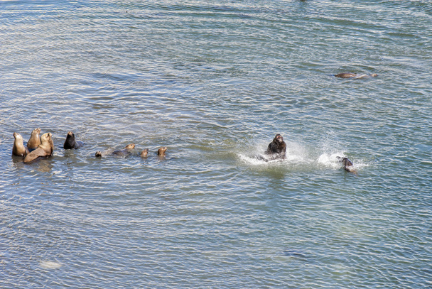 Merileijonat menossa uimaan
  - Valokuva, kuva