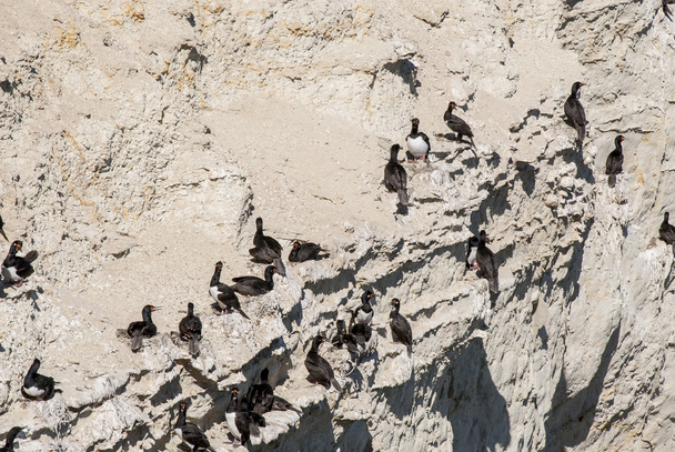 Kolonia kormoranów na skałach - Zdjęcie, obraz
