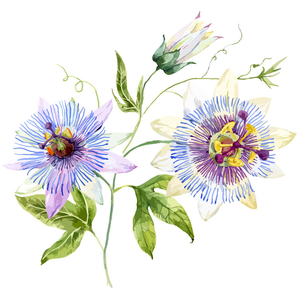 Watercolor passion flower - Vetor, Imagem