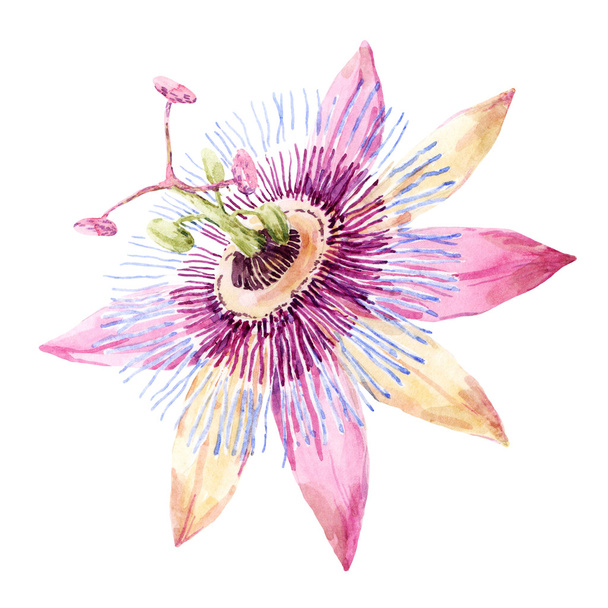 Watercolor passion flower - Fotó, kép