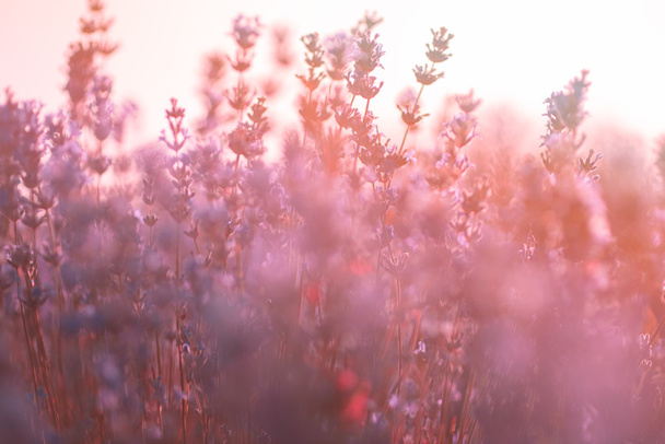 Μαλακή εστίαση από άνθη λεβάντας κάτω από το φως Ανατολή - Φωτογραφία, εικόνα