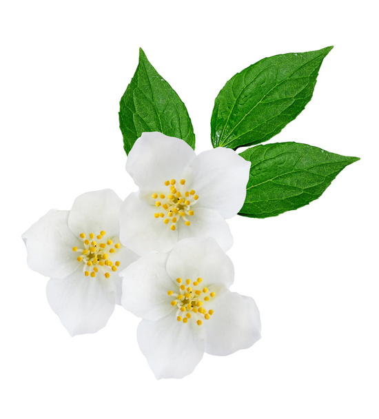 rama de flores de jazmín aisladas sobre fondo blanco. primavera
  - Foto, Imagen