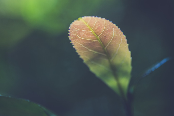 Nahaufnahme von Blättern im Wald. (Vintage-Filtereffekt verwendet) - Foto, Bild