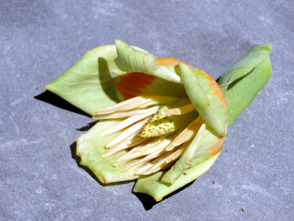 McLean Liriodendron tulipifera kwiat 2016 - Zdjęcie, obraz