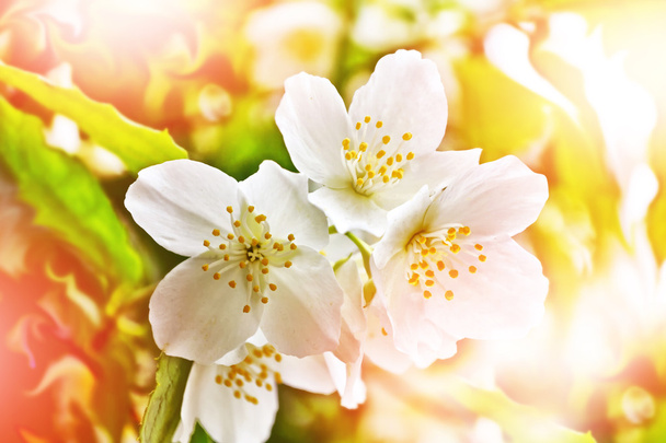 Du jasmin blanc. La branche délicates fleurs de printemps - Photo, image