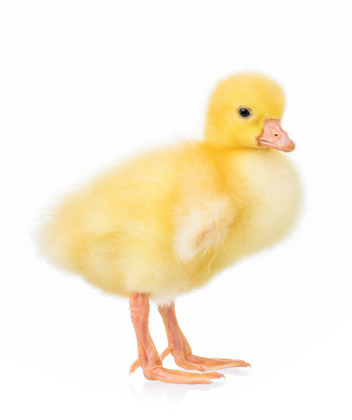 aranyos kis gosling - Fotó, kép