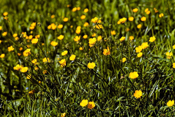 Mountain buttercup in nature, note shallow depth of field - Photo, Image