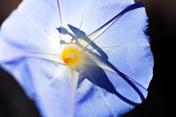 luz solar na flor azul do sino no fundo escuro, note o departamento raso de campo
 - Foto, Imagem