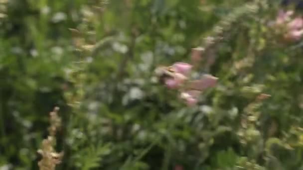 sainfoin. bee collects honey in the wind - 映像、動画