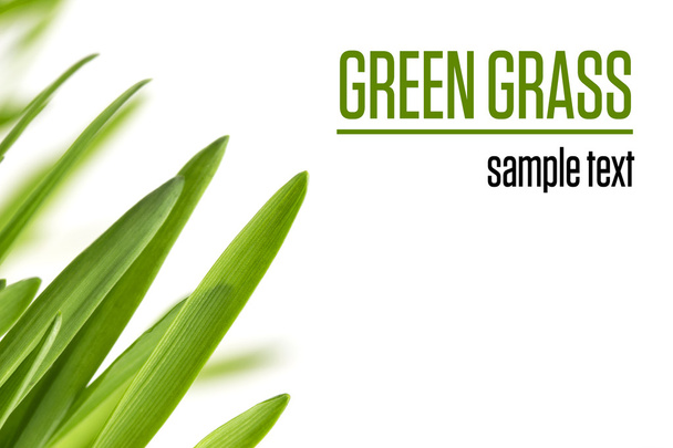 Green grass isolated on white with sample text. - Foto, immagini
