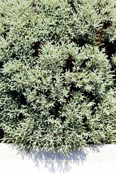  arbusto ornamental en la naturaleza
 - Foto, imagen