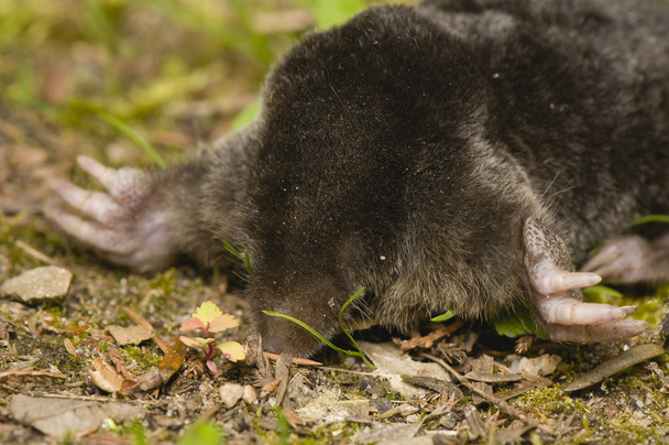 European Mole, Talpa europaea - Photo, Image