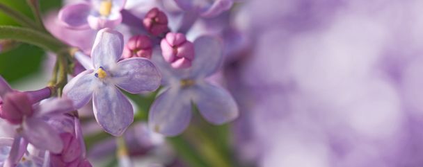 image of beautiful flowers closeup - Фото, зображення