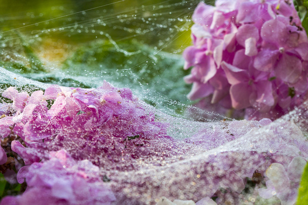 telaraña con gota de agua sobre flores y hojas
 - Foto, imagen