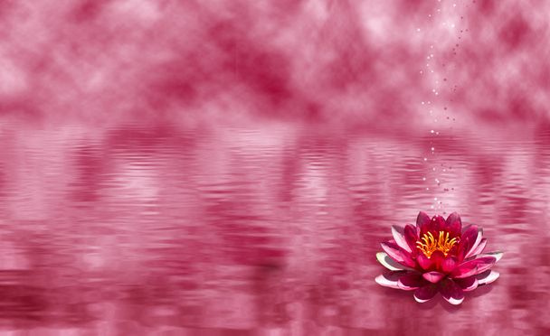 Bild einer Lotusblume auf dem Wasser - Foto, Bild