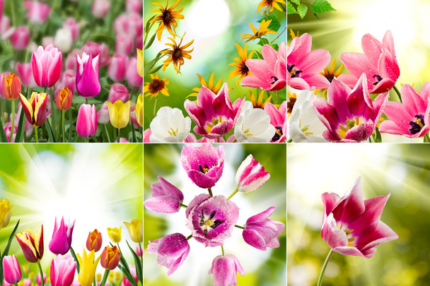 庭のクローズ アップの美しい花の画像 - 写真・画像