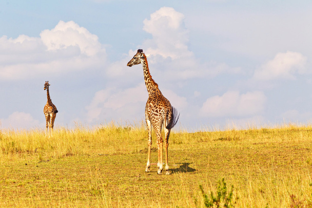 Ходячий жираф
 - Фото, изображение