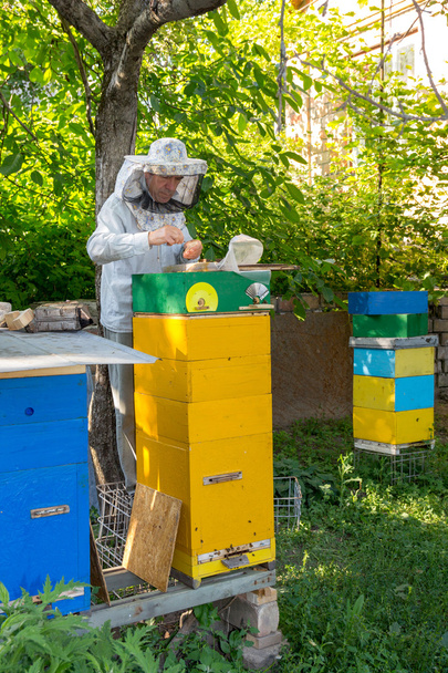Пчеловод на пасеке. Пчеловод вытаскивает раму из улья
 - Фото, изображение