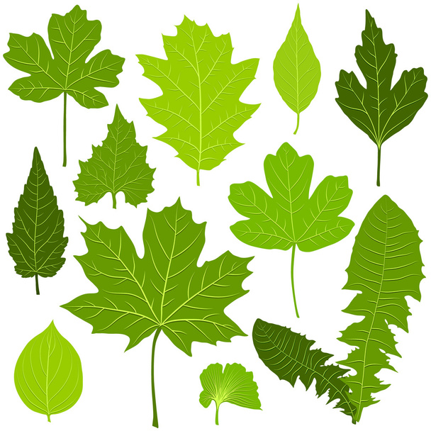 Green leaves set on white background - Вектор,изображение