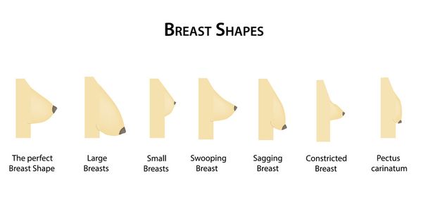 Forma il seno. Illustrazione vettoriale su sfondo isolato
 - Vettoriali, immagini