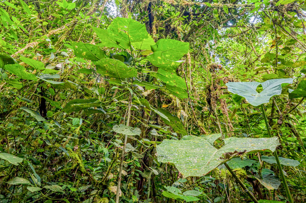 Тропические растения, Южная Америка
 - Фото, изображение
