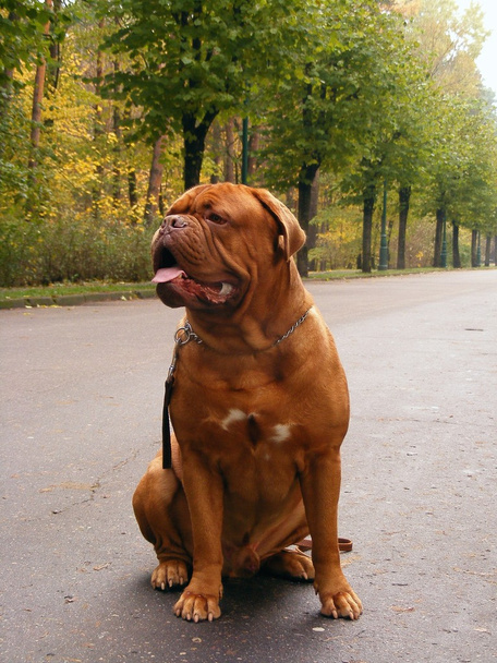 Happy french mastiff sitting in the alley - Photo, Image