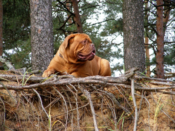Fransız mastiff ormandaki yere yalan - Fotoğraf, Görsel