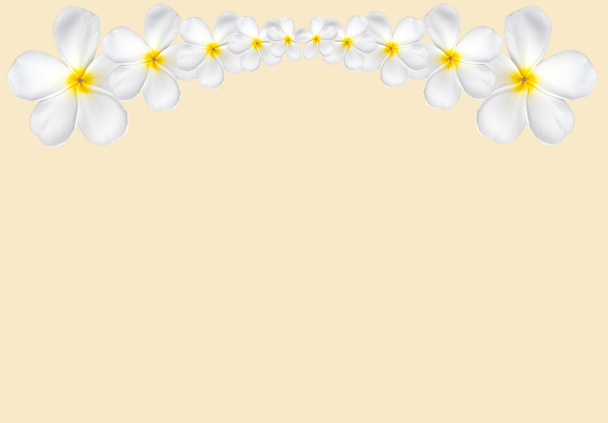 Frangipani flower frame isolated on white background with copy s - Photo, Image