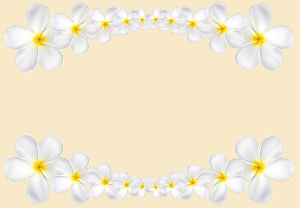 Frangipani flower frame isolated on white background with copy s - Photo, Image
