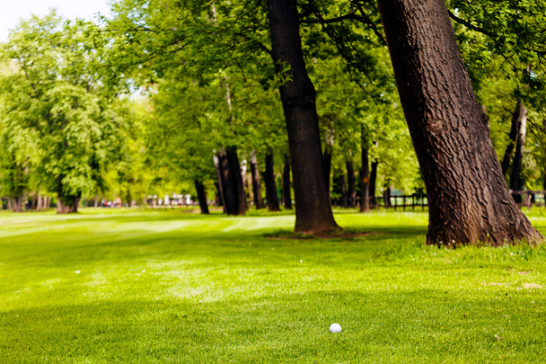 golfový míček na zelené trávě u lesa, všimněte si mělké hloubky pole - Fotografie, Obrázek