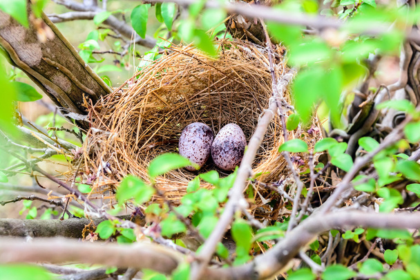Ninho de pássaros no galho da árvore com dois ovos dentro
 - Foto, Imagem