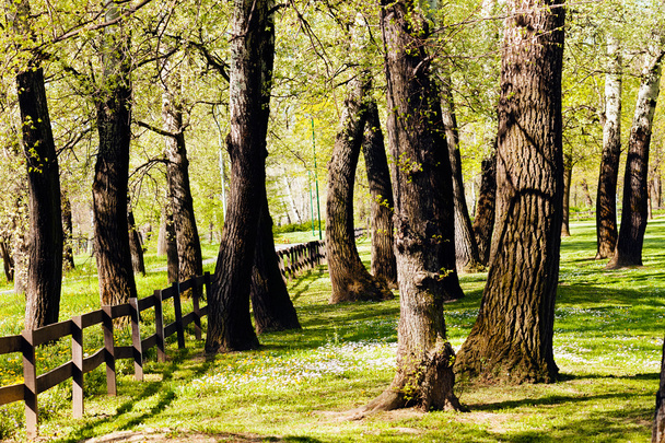 aita puulaudoista metsässä, huomaa matala syvyys kentän
 - Valokuva, kuva