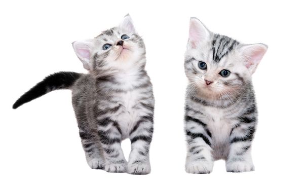 Roztomilá americká krátkosrstá kočka kotě. Izolované na bílém pozadí - Fotografie, Obrázek