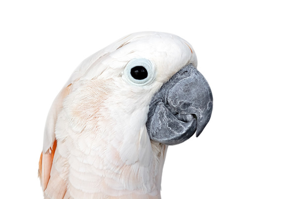 Güzel beyaz ara papağan. Co ile beyaz arka plan üzerinde izole - Fotoğraf, Görsel