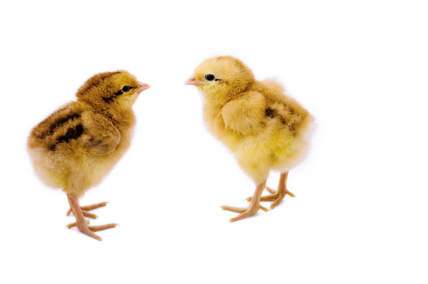 Two cute little chicken - Foto, afbeelding