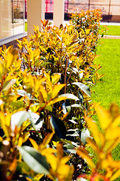 ornamental hedges around the lawn, note shallow depth of field - Photo, Image