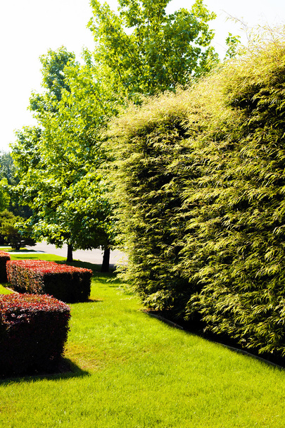 evergreen hedges in the parks, note shallow depth of field - Photo, Image