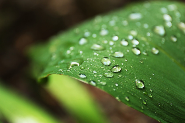 Green fresh leaf - Foto, afbeelding