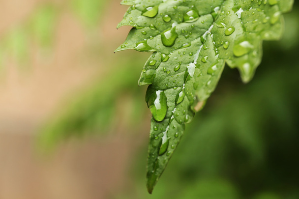 Green fresh leaf - Foto, Bild